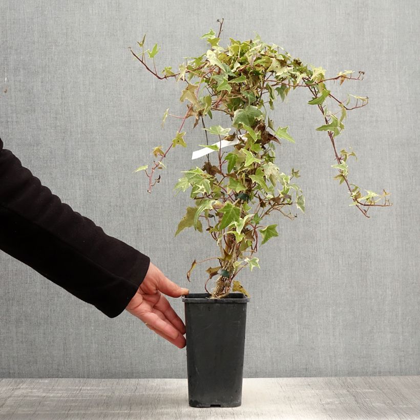 Exemplar von Efeu Sagittifolia Variegata - Hedera helix Topf mit 1,5L/2L wie im Frühjahr geliefert