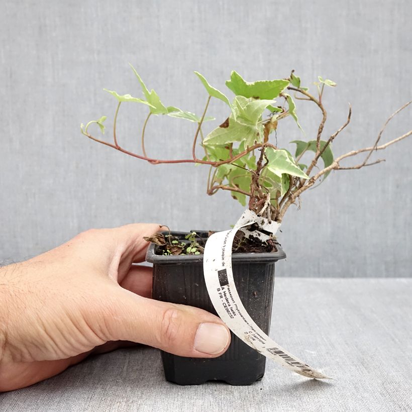 Exemplar von Efeu Sagittifolia Variegata - Hedera helix Kleine Töpfe von 8/9 cm wie im Herbst geliefert