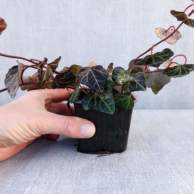 Exemplar von Efeu Woerner - Hedera helix Kleine Töpfe von 8/9 cm wie im Winter geliefert