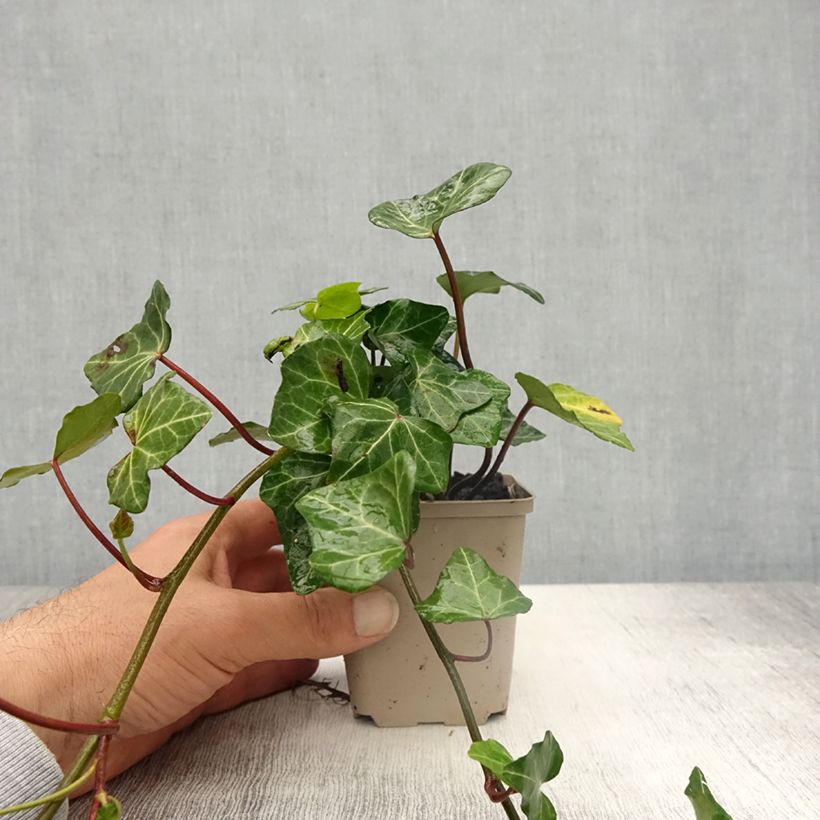 Exemplar von Efeu Woerner - Hedera helix Kleine Töpfe von 8/9 cm wie im Frühjahr geliefert