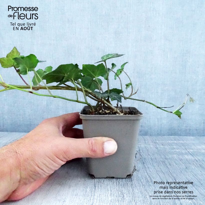 Exemplar von Efeu Woerner - Hedera helix Kleine Töpfe von 8/9 cm wie im Sommer geliefert