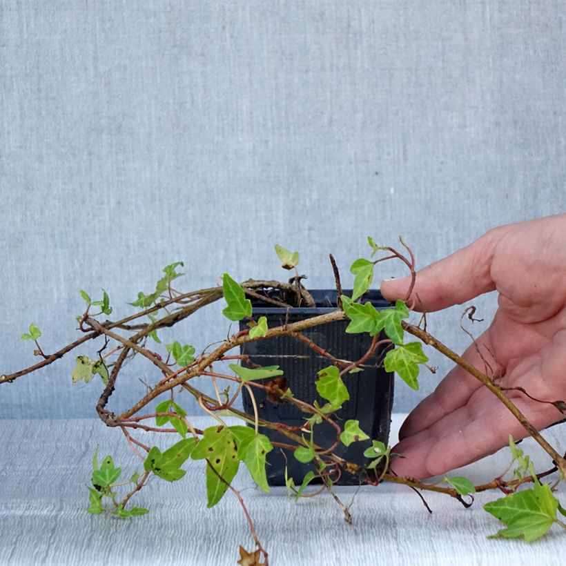Exemplar von Efeu Shamrock - Hedera helix Kleine Töpfe von 8/9 cm wie im Sommer geliefert