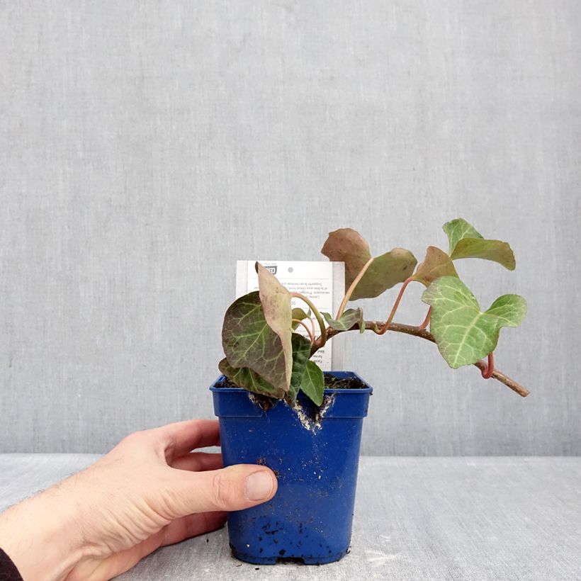 Exemplar von Hedera algeriensis Algerian Bellecour - Algerischer Efeu Topf mit 1L/1,5L wie im Winter geliefert