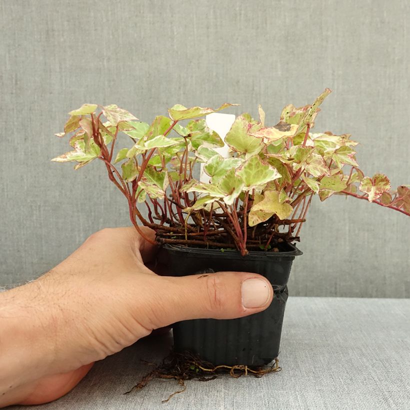 Exemplar von Efeu Kolibri - Hedera helix Kleine Töpfe von 8/9 cm wie im Herbst geliefert