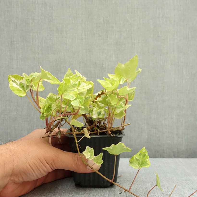 Exemplar von Efeu Kolibri - Hedera helix Kleine Töpfe von 8/9 cm wie im Sommer geliefert