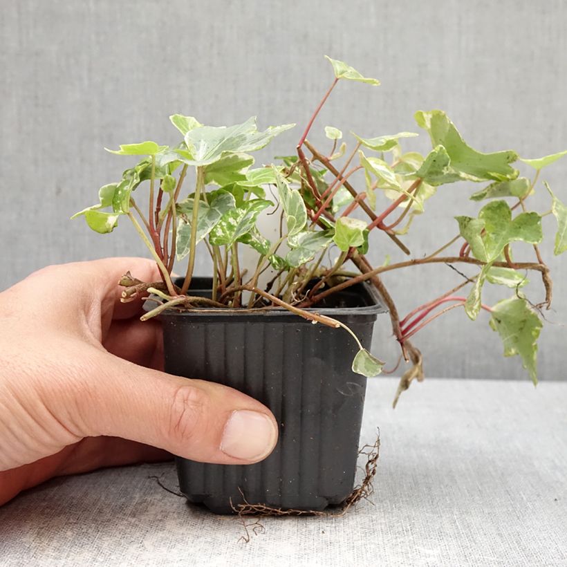 Exemplar von Efeu Kolibri - Hedera helix Kleine Töpfe von 8/9 cm wie im Frühjahr geliefert