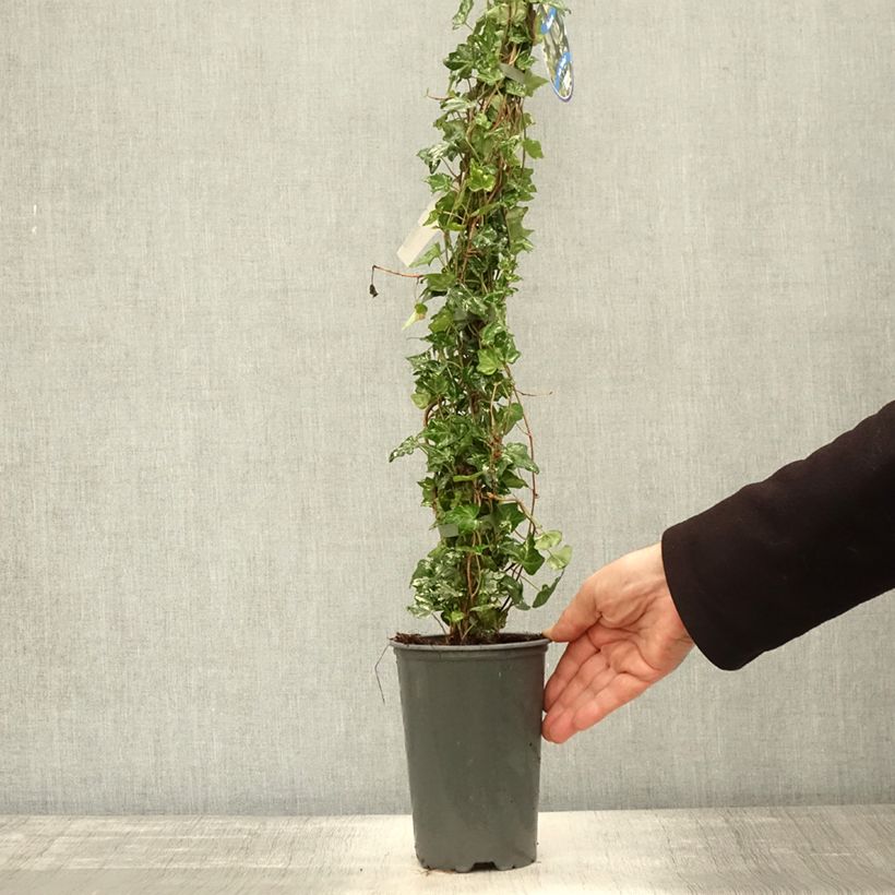 Exemplar von Efeu Kolibri - Hedera helix Topf mit 2L/3L wie im Herbst geliefert