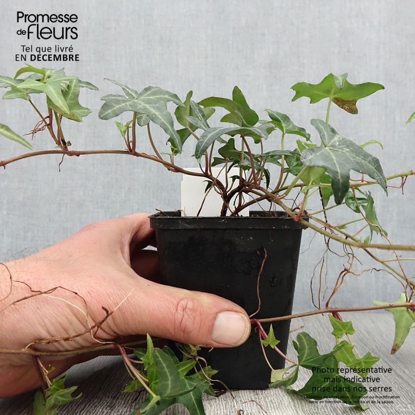 Exemplar von Efeu Sagittifolia - Hedera helix Kleine Töpfe von 8/9 cm wie im Herbst geliefert