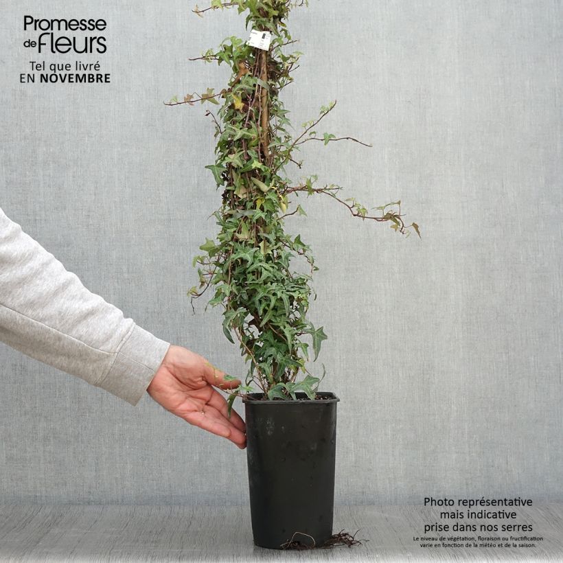 Exemplar von Efeu Sagittifolia - Hedera helix Topf mit 2L/3L wie im Herbst geliefert