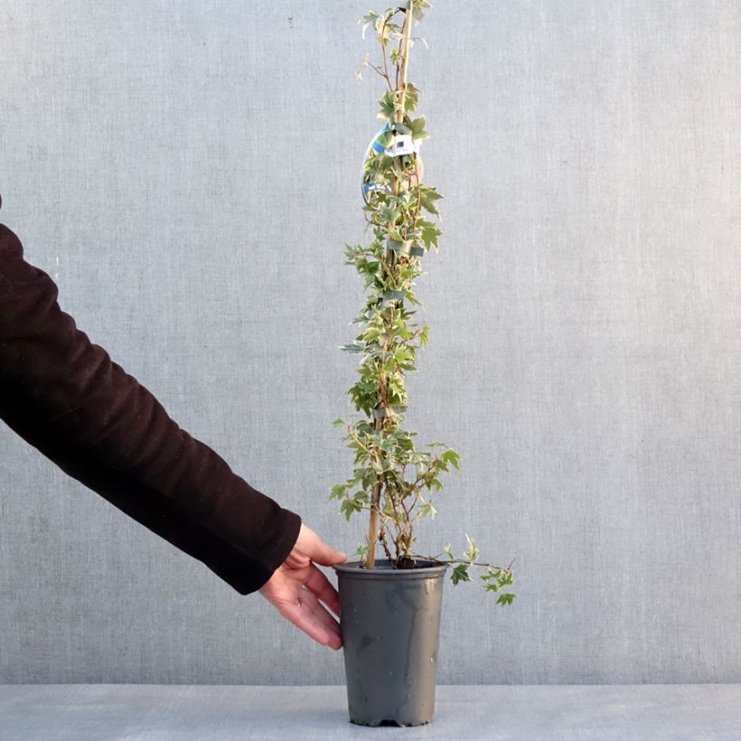 Exemplar von Efeu White Ripple - Hedera helix Topf mit 1,5L/2L wie im Winter geliefert