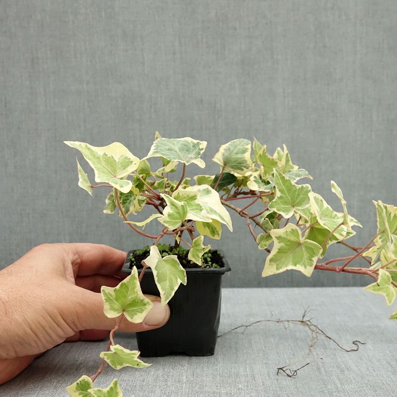 Exemplar von Goldlaubiger Efeu Yellow Ripple - Hedera helix Kleine Töpfe von 8/9 cm wie im Herbst geliefert