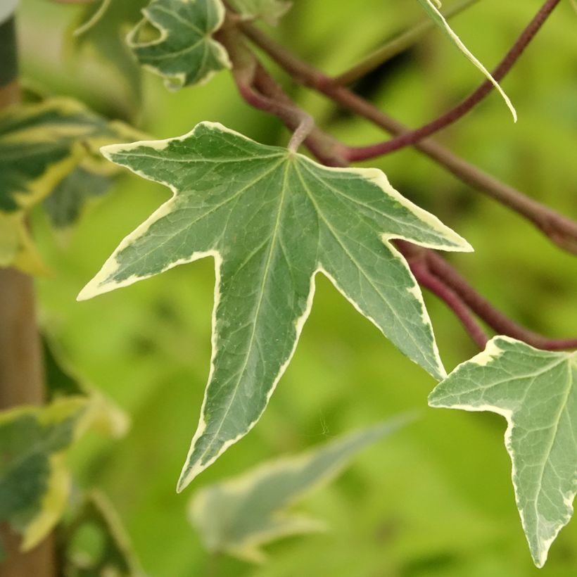 Goldlaubiger Efeu Yellow Ripple - Hedera helix (Laub)