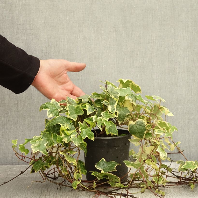 Exemplar von Goldlaubiger Efeu Yellow Ripple - Hedera helix Topf mit 1,5L/2L wie im Herbst geliefert
