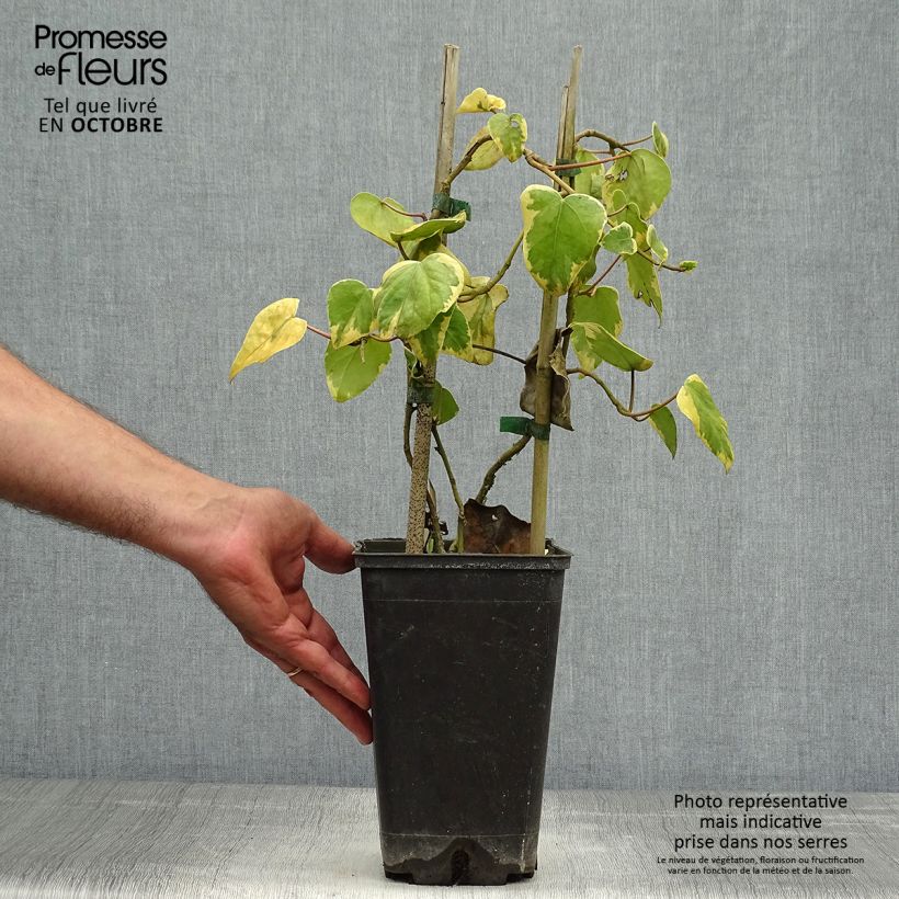 Exemplar von Hedera colchica Dentata Variegata - Kaukasus Efeu Topf mit 2L/3L wie im Herbst geliefert