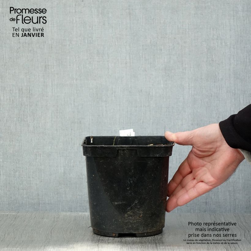 Exemplar von Ligularia japonica Rising Sun BSWJ6293 - Japanischer Strauß-Goldkolben Topf mit 2L/3L wie im Winter geliefert