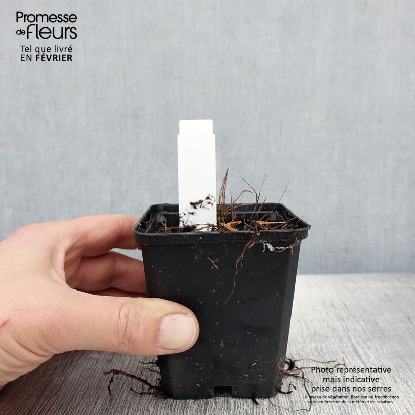 Exemplar von Ligularia stenocephala Little Rocket - Kerzen-Goldkolben Kleine Töpfe von 8/9 cm wie im Winter geliefert