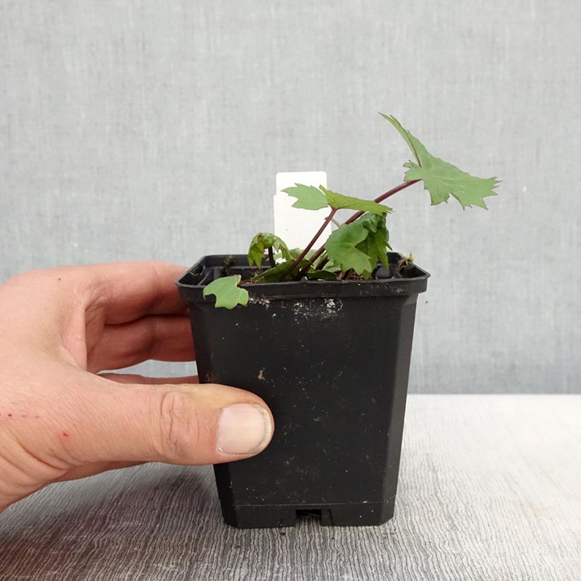 Exemplar von Ligularia stenocephala Little Rocket - Kerzen-Goldkolben Kleine Töpfe von 8/9 cm wie im Frühjahr geliefert