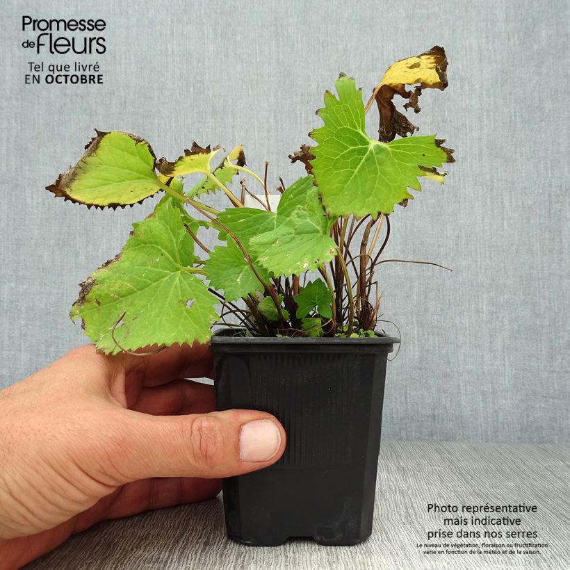 Exemplar von Ligularia stenocephala The Rocket - Kerzen-Goldkolben Kleine Töpfe von 8/9 cm wie im Herbst geliefert