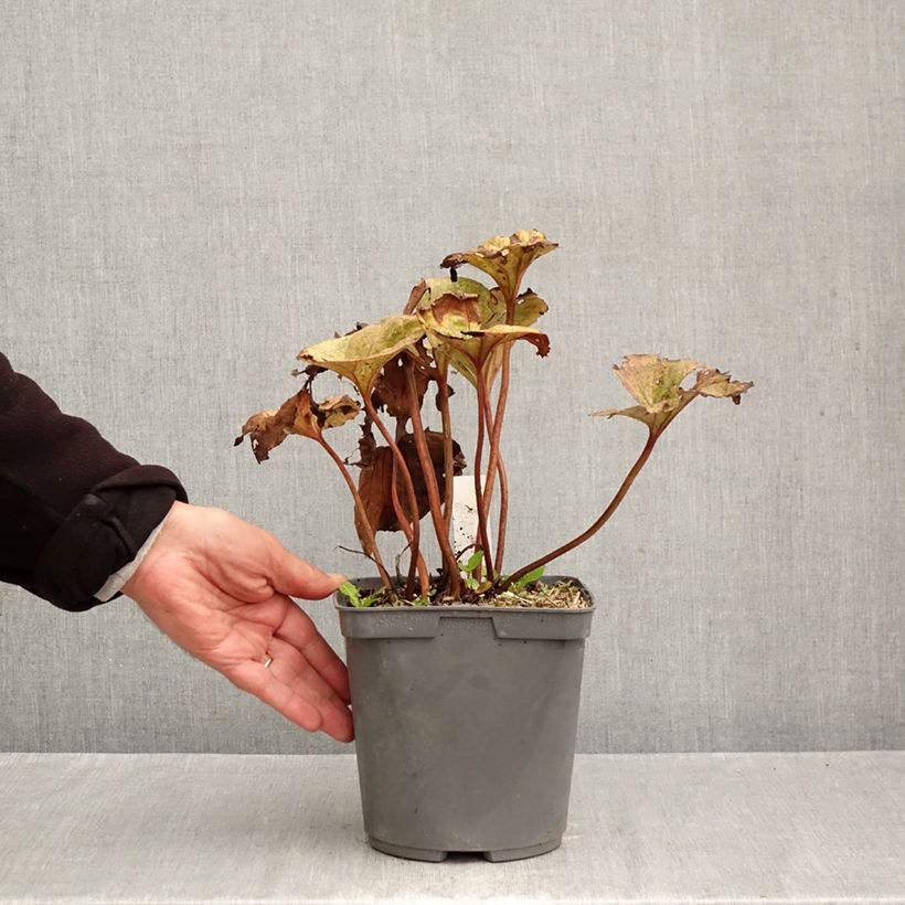 Exemplar von Ligularia dentata Garden Confetti - Strauß-Goldkolben Topf mit 2L/3L wie im Herbst geliefert