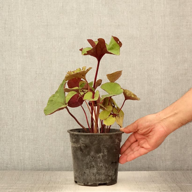 Exemplar von Ligularia dentata Garden Confetti - Strauß-Goldkolben Topf mit 2L/3L wie im Sommer geliefert