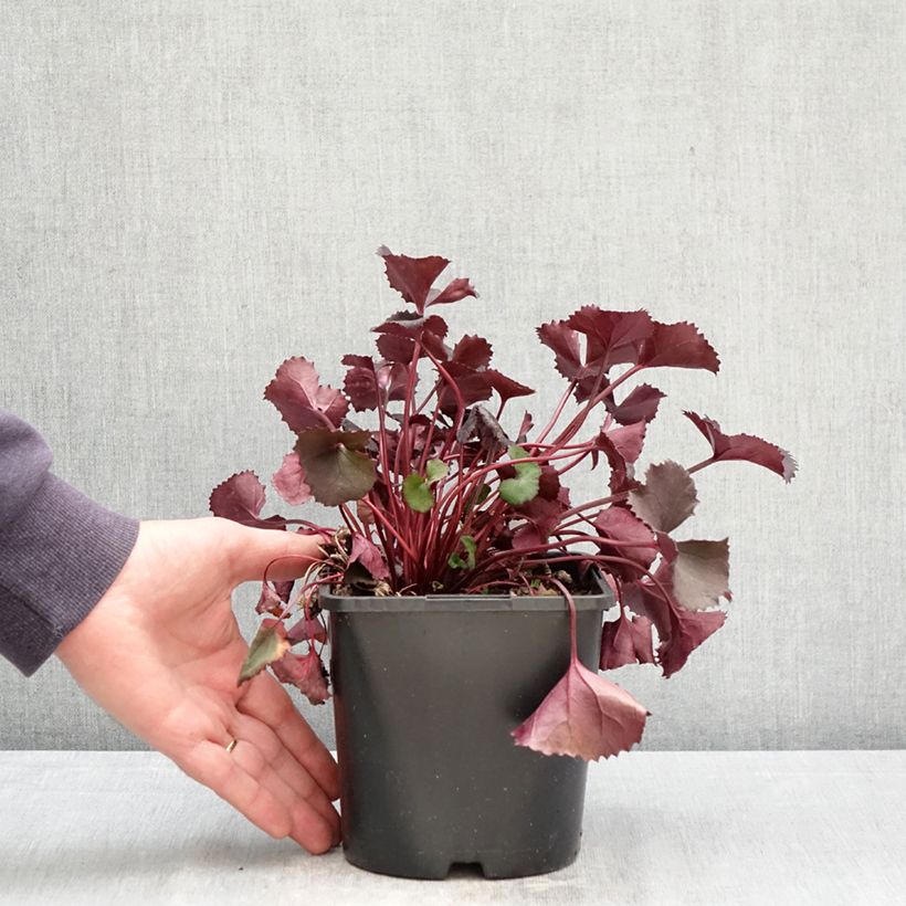 Exemplar von Ligularia dentata Pandora - Strauß-Goldkolben Topf mit 2L/3L wie im Frühjahr geliefert