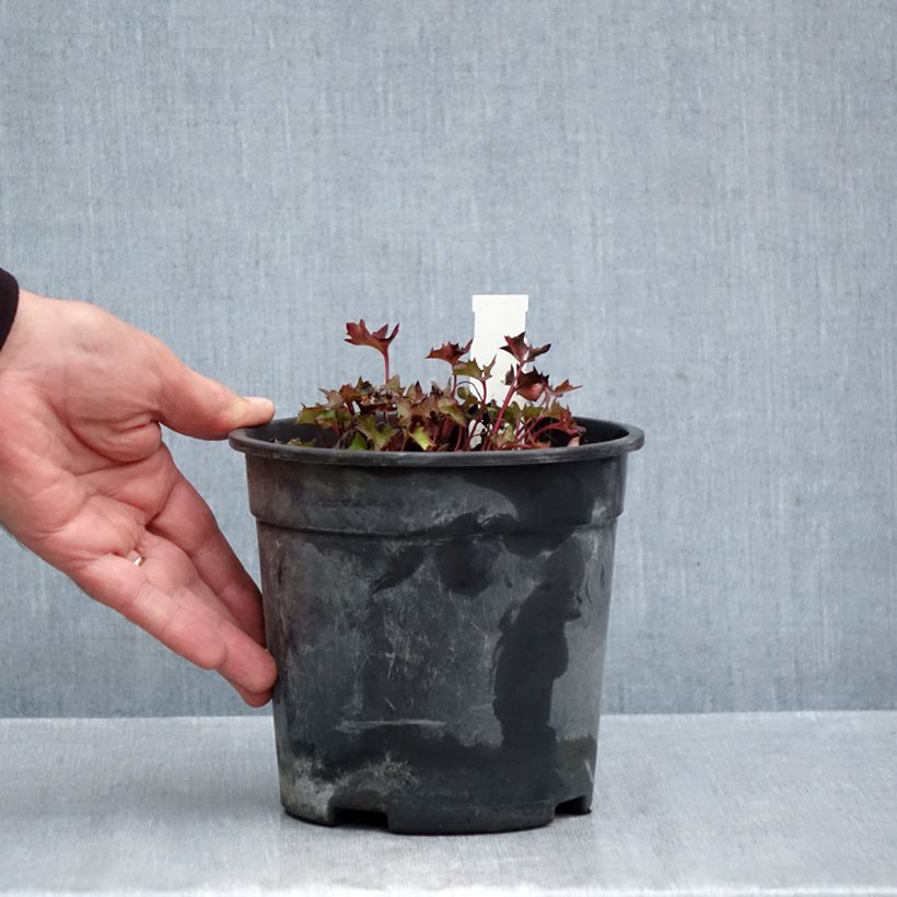 Exemplar von Ligularia dentata Little Golden Ray - Strauß-Goldkolben Topf mit 2L/3L wie im Herbst geliefert