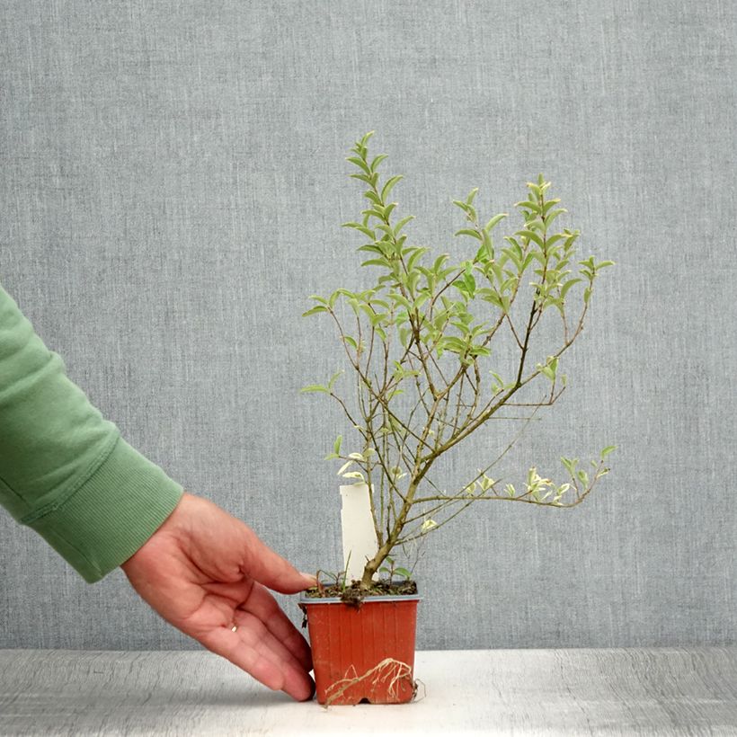 Exemplar von Liguster Musli - Ligustrum ibota Kleine Töpfe von 8/9 cm wie im Sommer geliefert