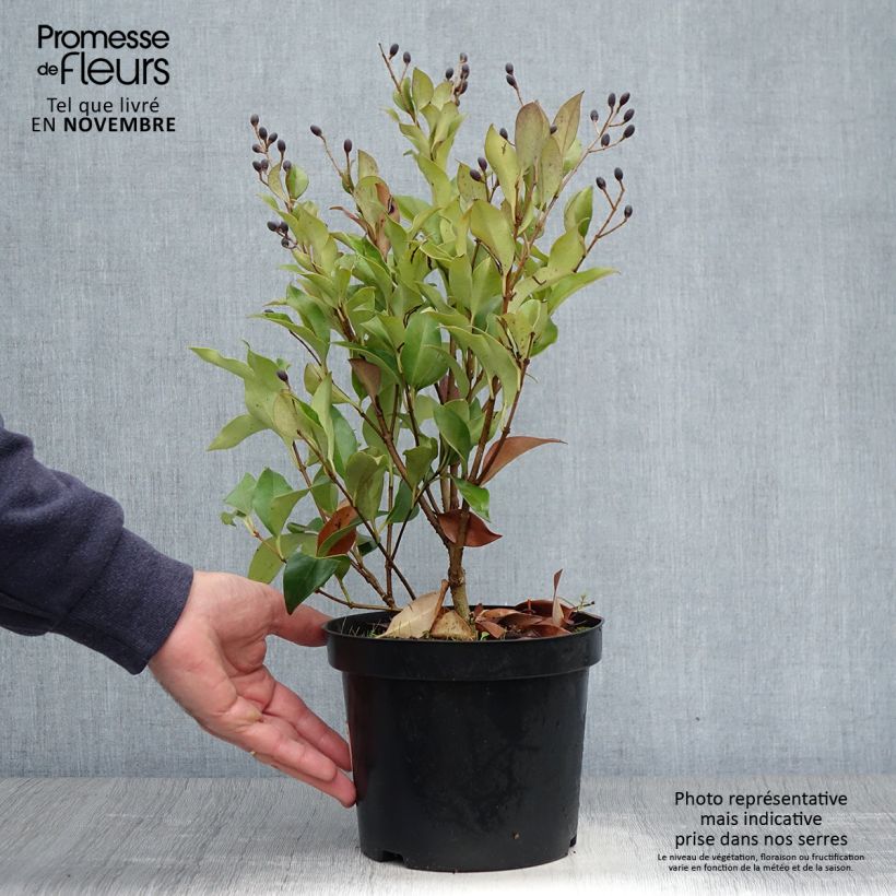 Exemplar von Japanischer Liguster Green Century - Ligustrum japonicum Topf mit 2L/3L wie im Herbst geliefert
