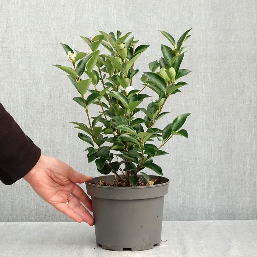 Exemplar von Japanischer Liguster Korean Dwarf - Ligustrum japonicum Topf mit 3L/4L wie im Herbst geliefert