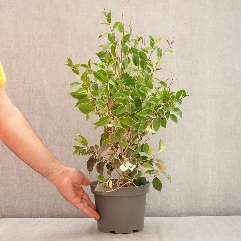 Exemplar von Japanischer Liguster Korean Dwarf - Ligustrum japonicum Topf mit 3L/4L wie im Sommer geliefert