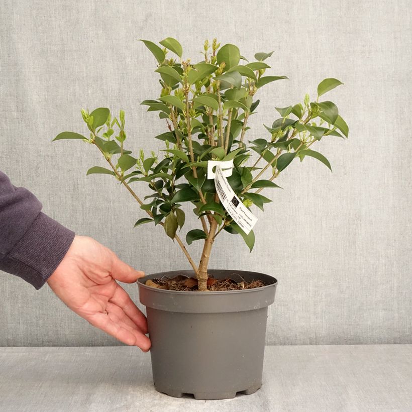 Exemplar von Japanischer Liguster Korean Dwarf - Ligustrum japonicum Topf mit 3L/4L wie im Frühjahr geliefert