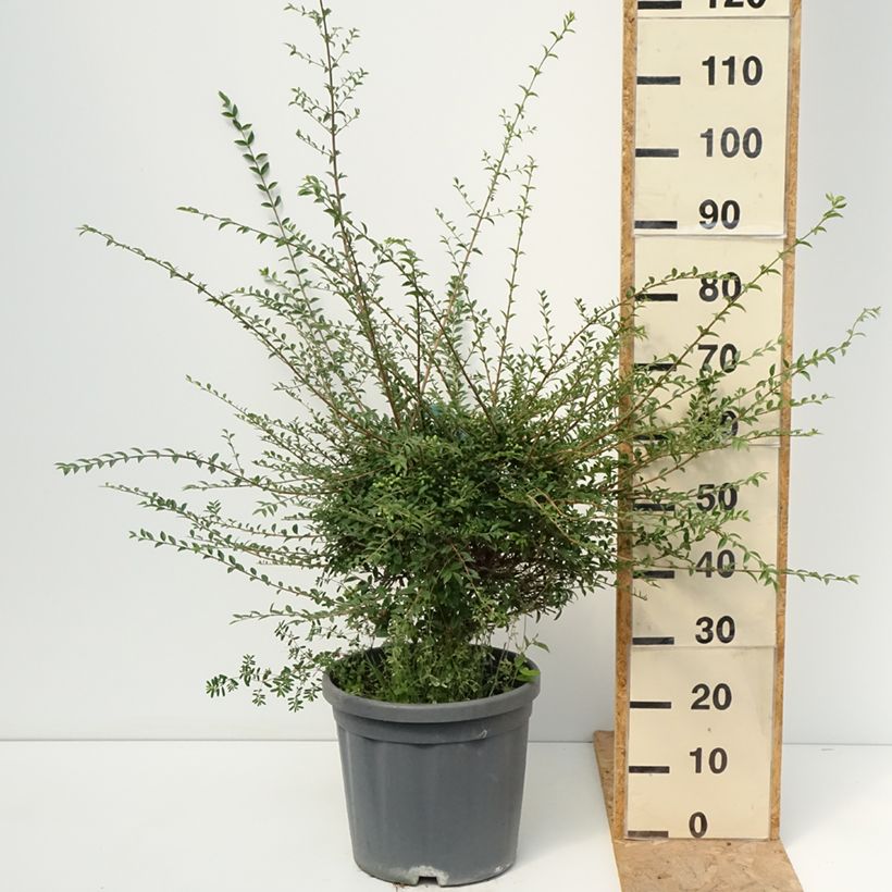 Exemplar von Liguster - Ligustrum jonandrum Topf mit 12L/15L wie im Sommer geliefert