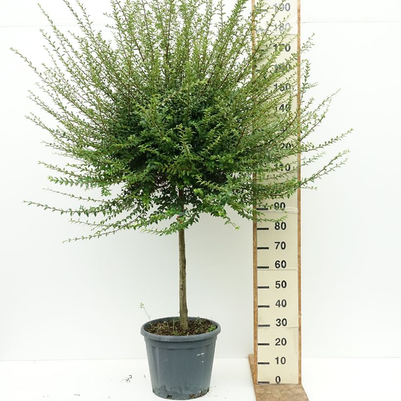 Exemplar von Liguster - Ligustrum jonandrum Topf mit 20L/25L, Halbstamm wie im Sommer geliefert