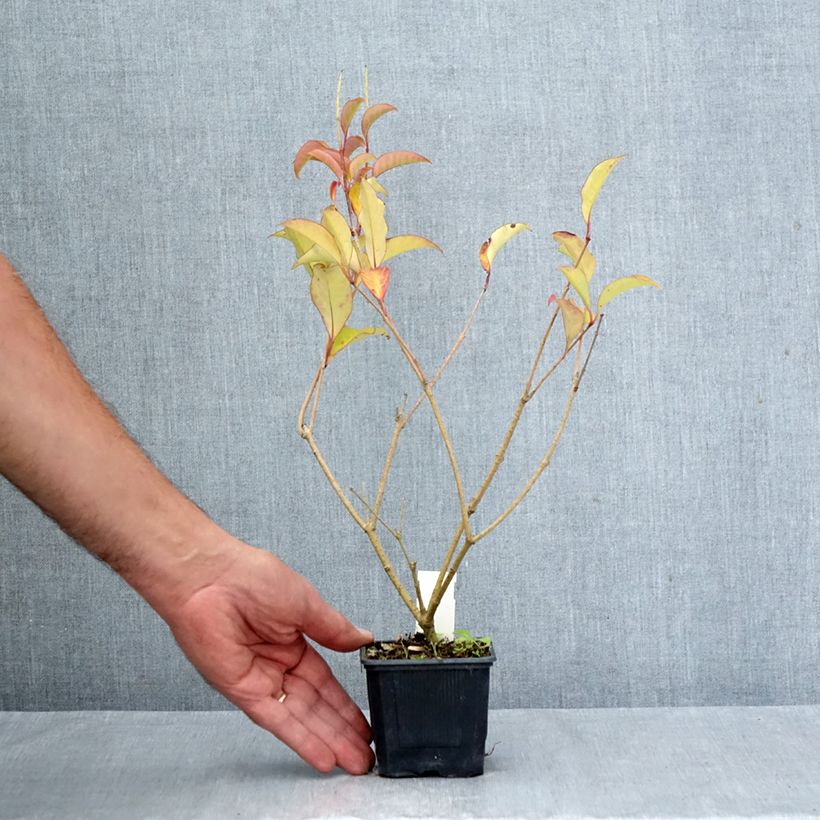 Exemplar von Glanz-Liguster Green Screen - Ligustrum lucidum Kleine Töpfe von 8/9 cm wie im Herbst geliefert