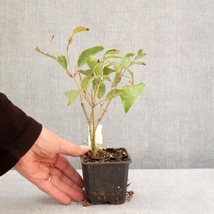 Exemplar von Glanz-Liguster Green Screen - Ligustrum lucidum Kleine Töpfe von 8/9 cm wie im Frühjahr geliefert