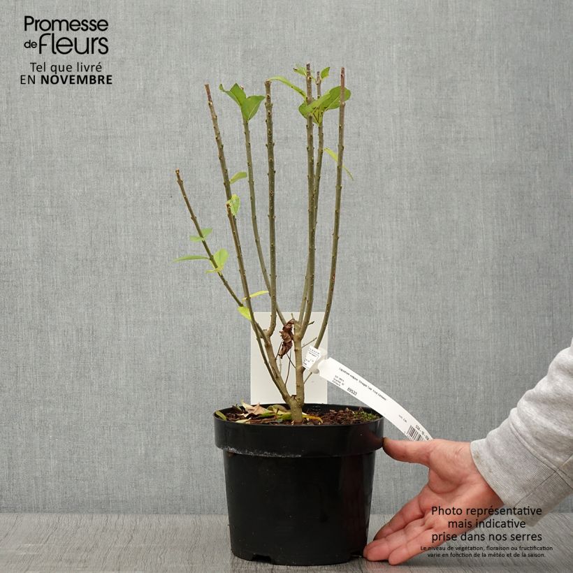 Exemplar von Gemeiner Liguster Straight Talk - Ligustrum vulgare Topf mit 3L/4L wie im Herbst geliefert