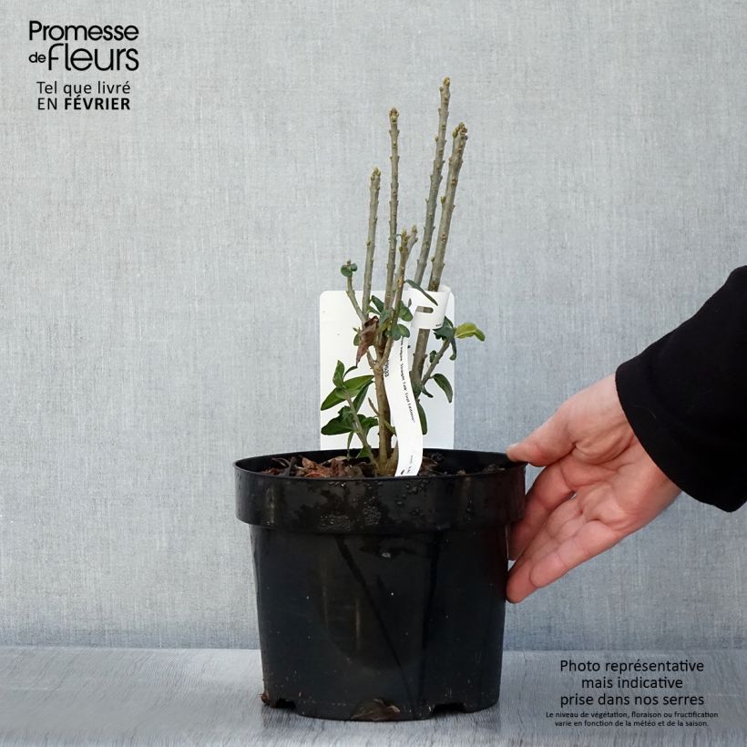 Exemplar von Gemeiner Liguster Straight Talk - Ligustrum vulgare Topf mit 3L/4L wie im Winter geliefert