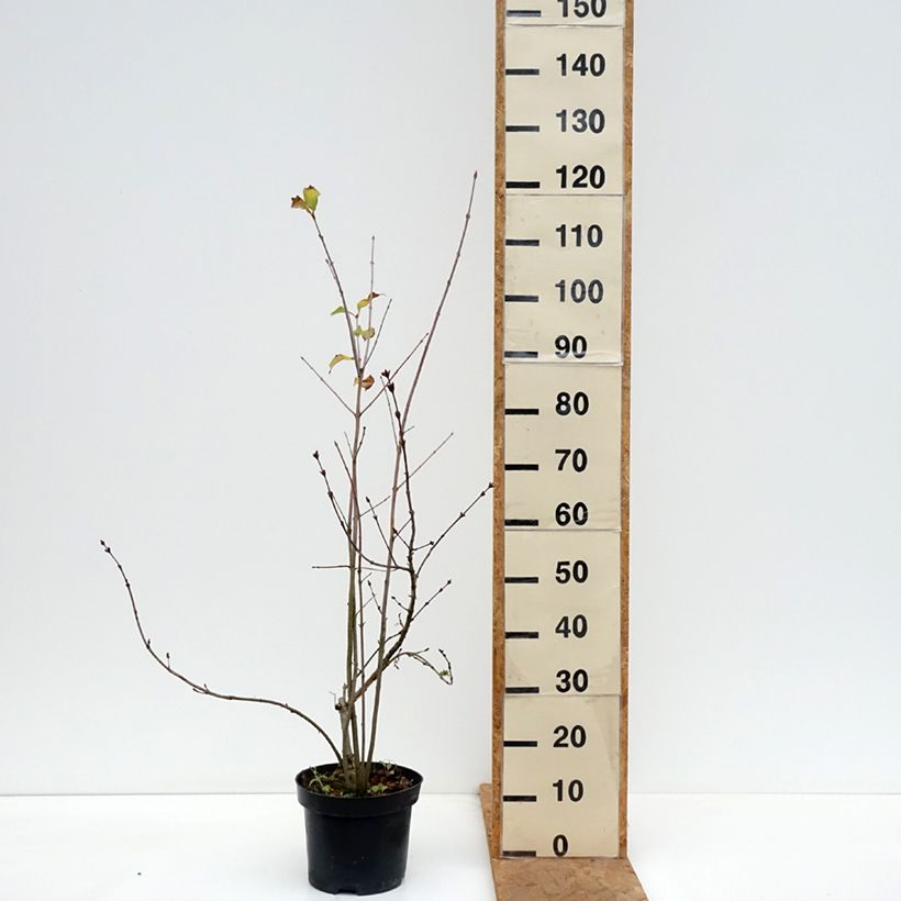 Exemplar von Fiederblättrige Flieder - Syringa pinnatifolia Topf mit 4L/5L wie im Herbst geliefert