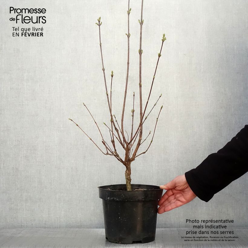 Exemplar von Fiederblättrige Flieder - Syringa pinnatifolia Topf mit 4L/5L wie im Winter geliefert