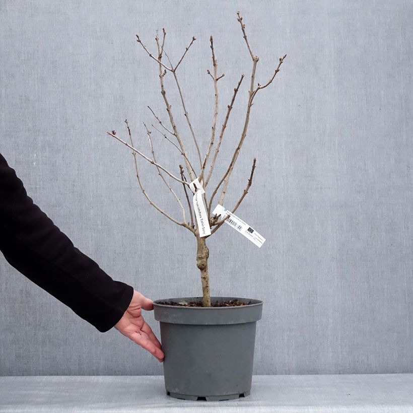 Exemplar von Syringa (x) hyacinthiflora Esther Staley - Flieder Topf mit 12L/15L wie im Winter geliefert