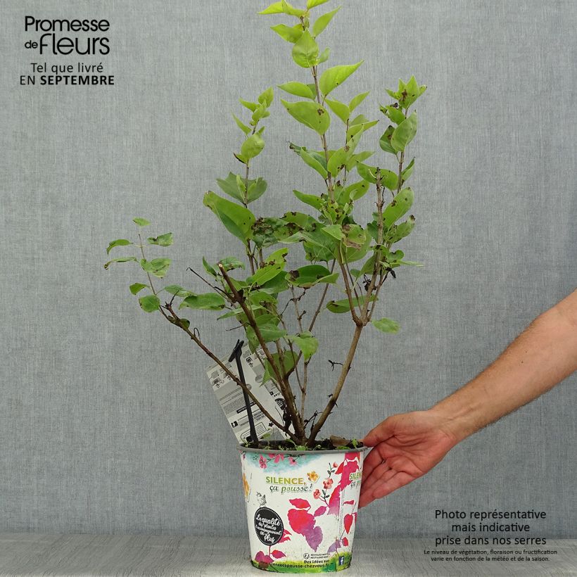 Exemplar von Flieder Maiden's Blush - Syringa hyacinthiflora Topf mit 4L/5L wie im Sommer geliefert
