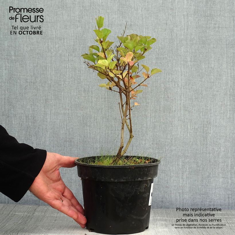 Exemplar von Zwerg-Flieder Red Pixie - Syringa microphylla Topf mit 3L/4L wie im Herbst geliefert