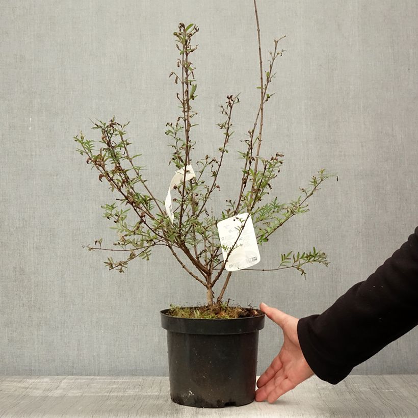 Exemplar von Afghanischer Flieder - Syringa afghanica Topf mit 4L/5L wie im Herbst geliefert