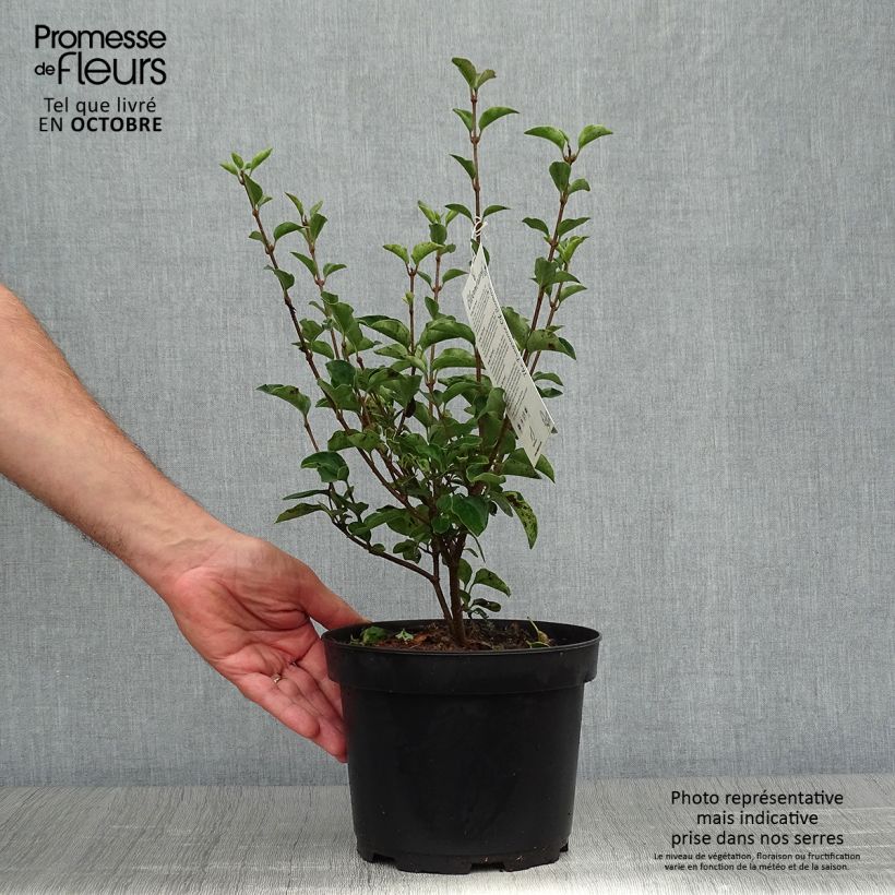 Exemplar von Syringa Bloomerang Dark Purple - Zwerg-Duftflieder Topf mit 3L/4L wie im Herbst geliefert