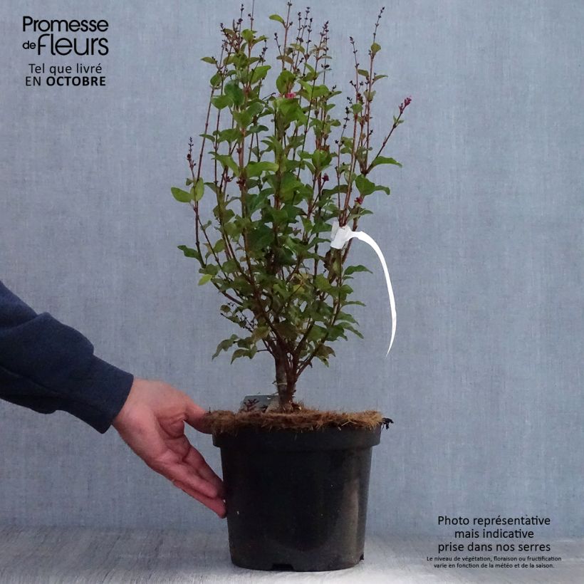 Exemplar von Syringa Pink Perfume - Zwerg-Duftflieder Topf mit 2L/3L wie im Herbst geliefert