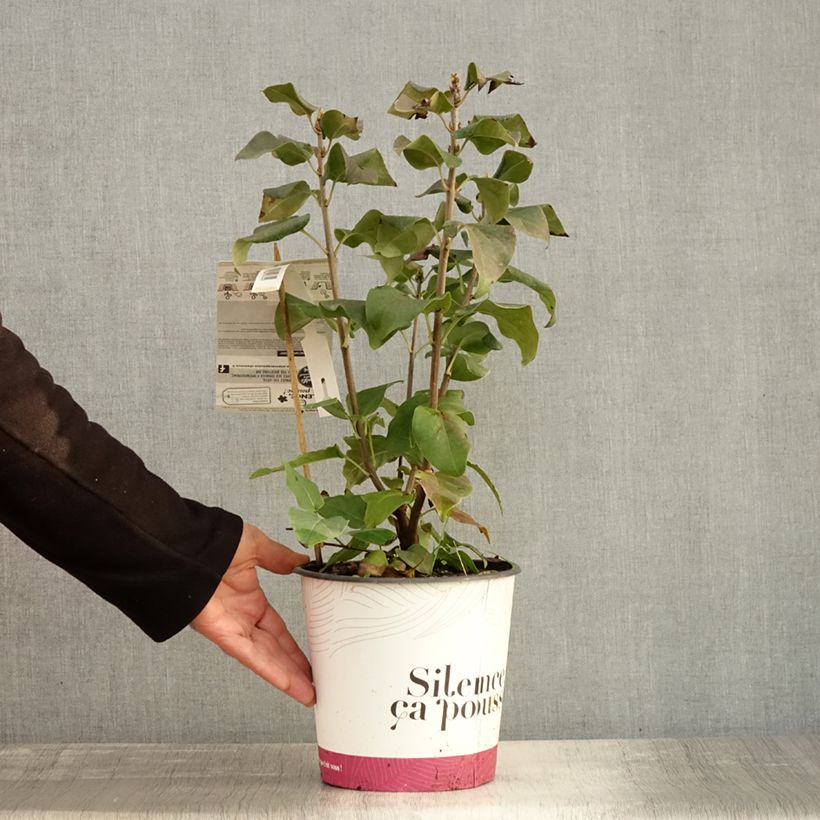 Exemplar von Edelflieder Konchalovskii - Syringa vulgaris Topf mit 4L/5L wie im Herbst geliefert