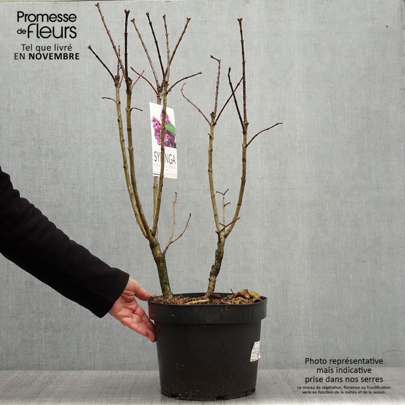 Exemplar von Edelflieder Paul Thirion - Syringa vulgaris Topf mit 7,5L/10L wie im Herbst geliefert