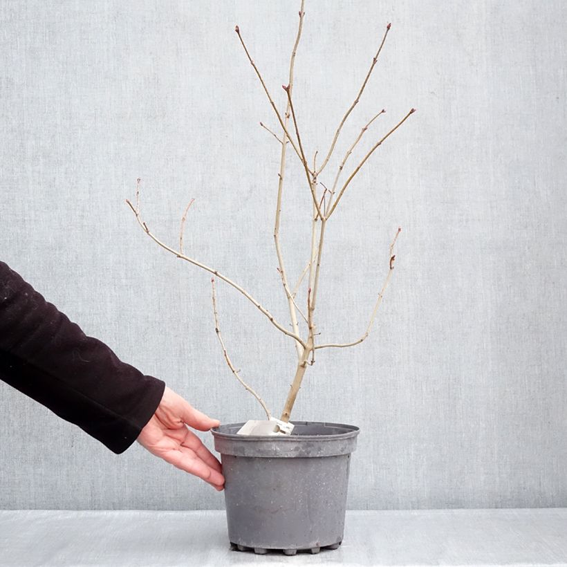 Exemplar von Edelflieder Znamya Lenina - Syringa vulgaris Topf mit 4L/5L wie im Winter geliefert