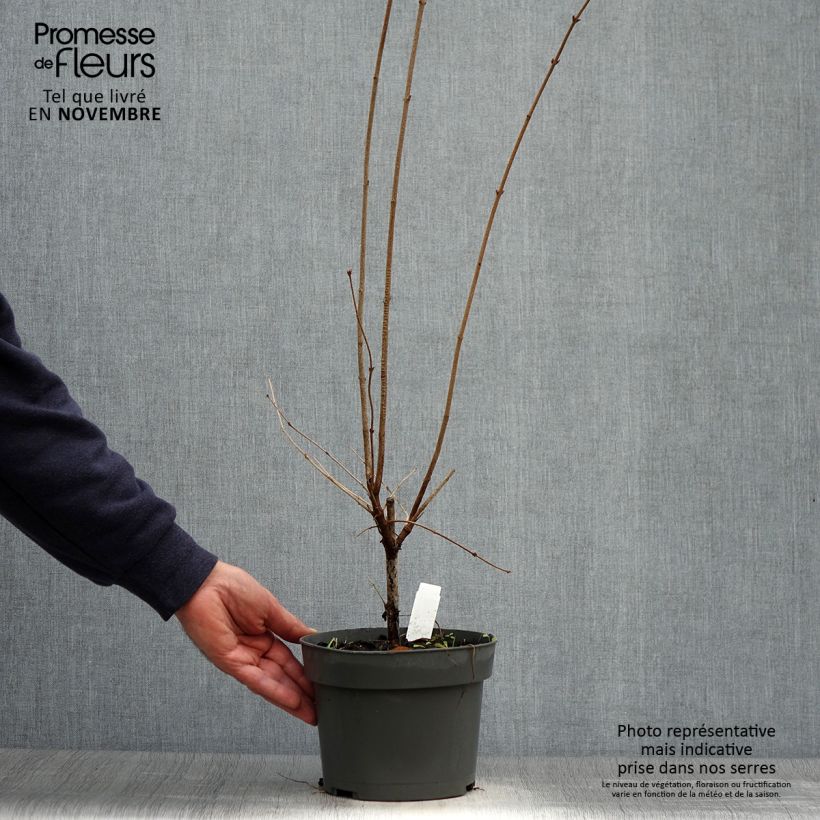 Exemplar von Zwerg-Flieder Superba - Syringa microphylla Topf mit 2L/3L wie im Herbst geliefert