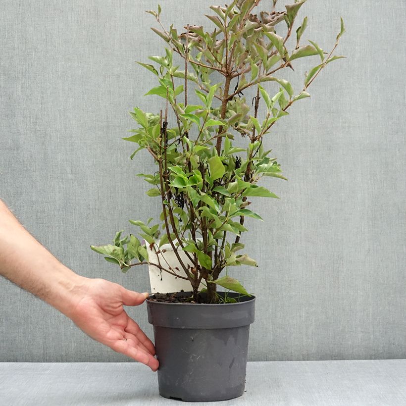 Exemplar von Koreanischer Flieder Violet Uprising - Syringa patula  Topf mit 3L/4L wie im Sommer geliefert